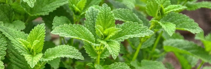 Citronmeliss