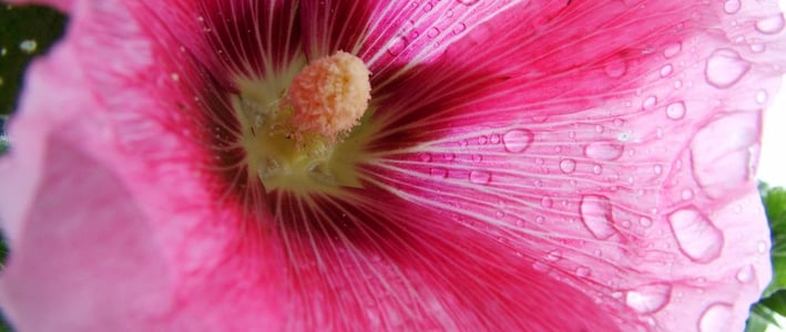 HollyHock