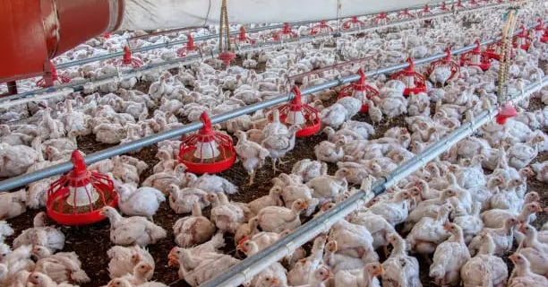 Factory farming chickens
