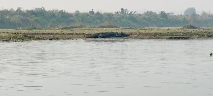 Crocodile