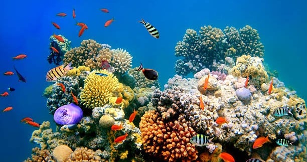 Colorful reef