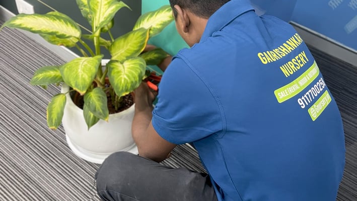corporate plants service