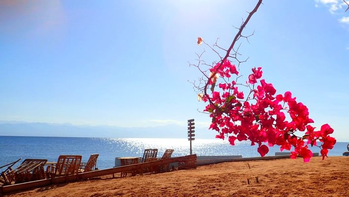 beach view with a tree with pink flowers on a sunny day