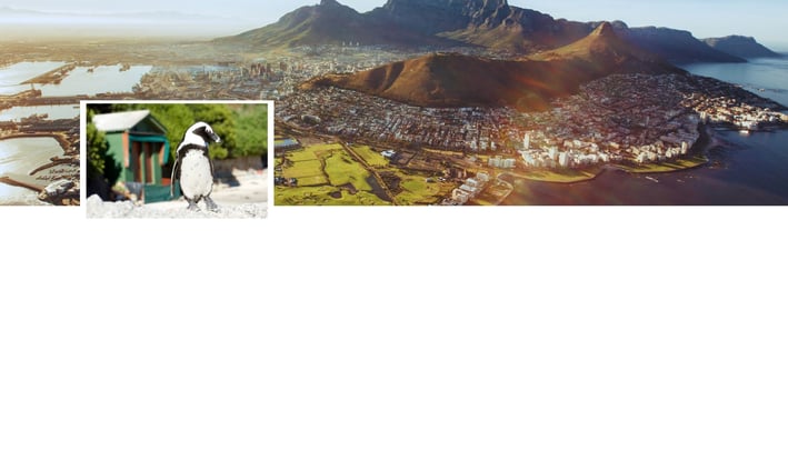 Montagem com dois cenários: pinguins descansando em uma praia rochosa com a cidade do Cabo ao fundo.