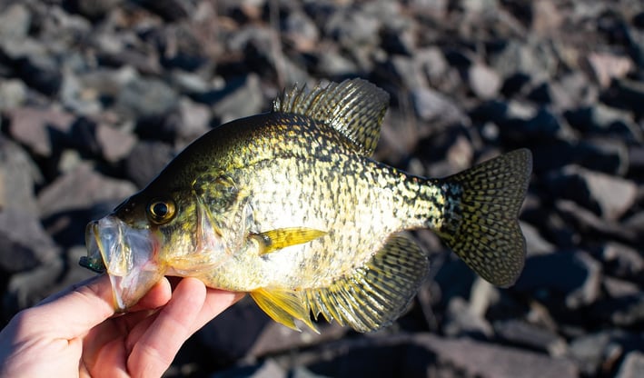 a hand holding a crappie fish