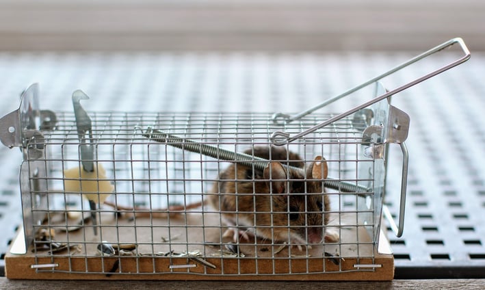 souris conicée dans une nasse pour une lutte alternative sans produit chimique