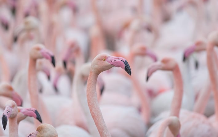 a large group of flamingos standing in a field