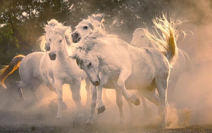 a group of horses running in the dust