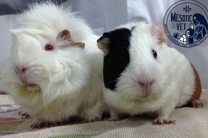 cavia porcellus, porcellini D'India