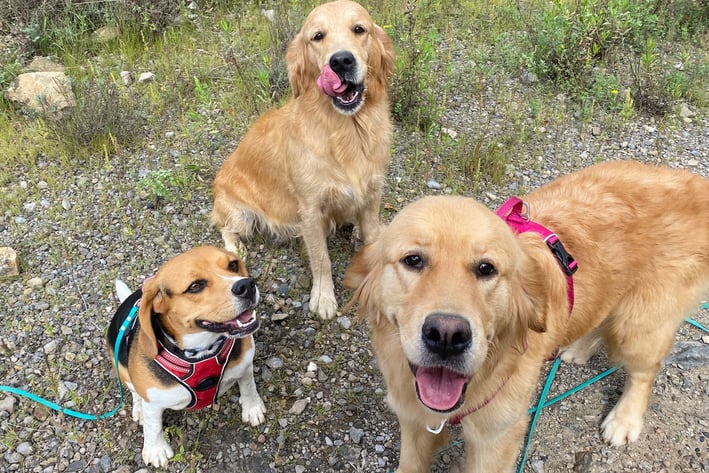 chiens en balade pension chez nanette