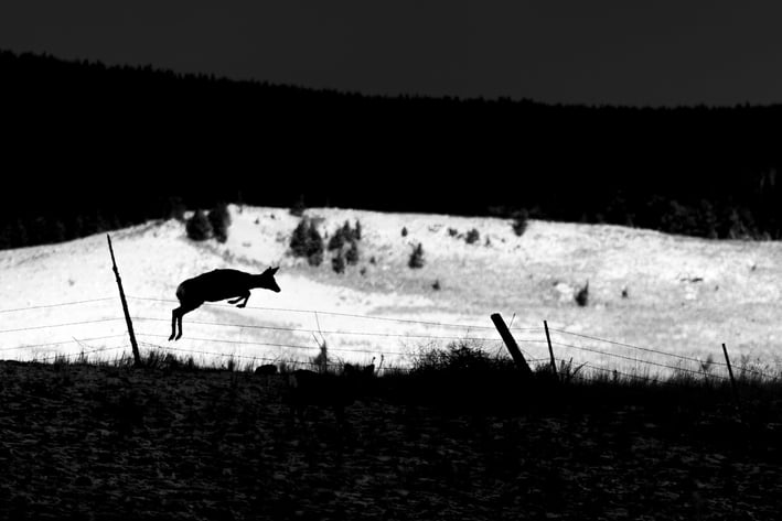 a mule deer jumping over a fence