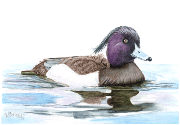 Tufted Duck, gliding peacefully through the water.