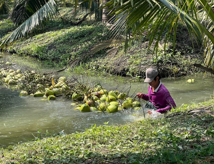Fresh coconuts High-quality Thai coconuts at reasonable prices.