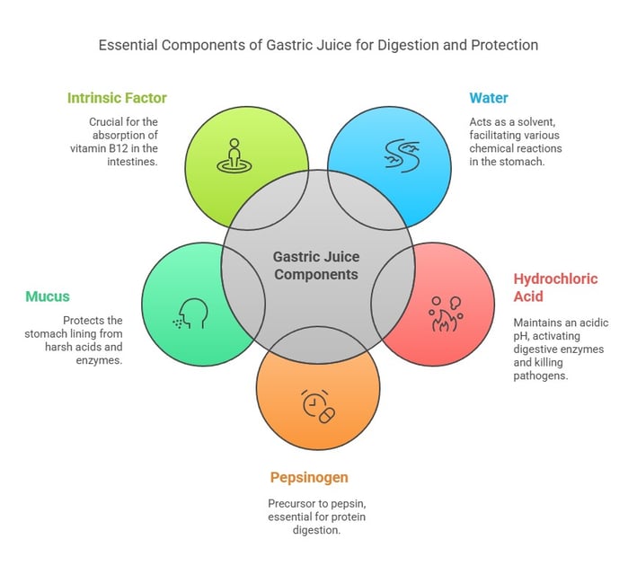 Gastric juice components