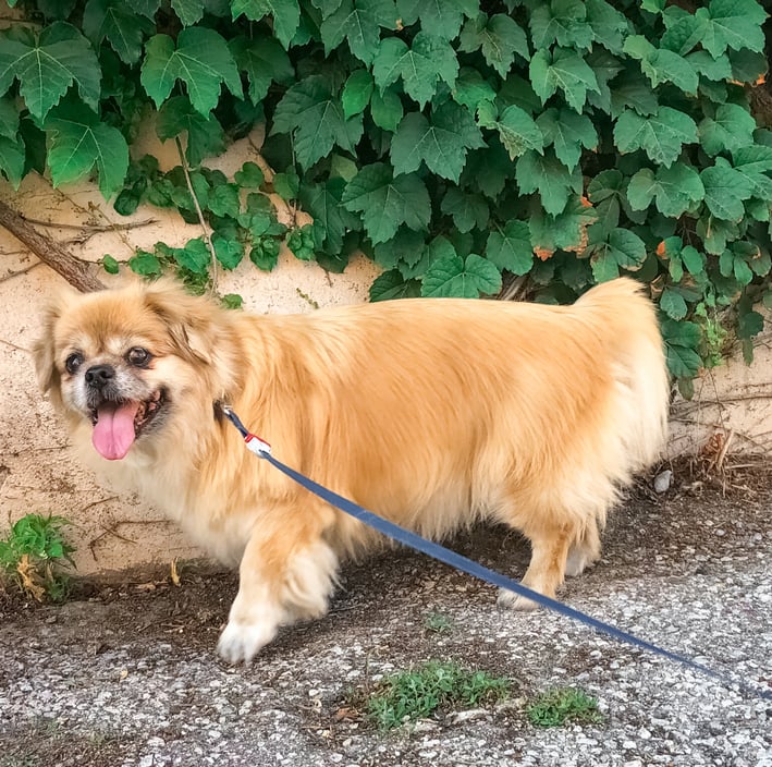 A Tibetan Spaniel outdoors in front of an ivy-covered cement wall.