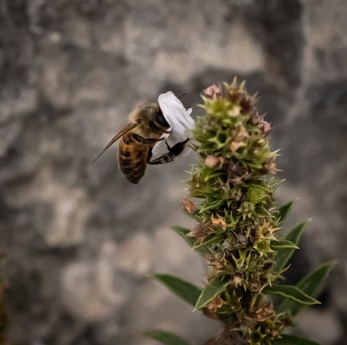 Abeille mellifère