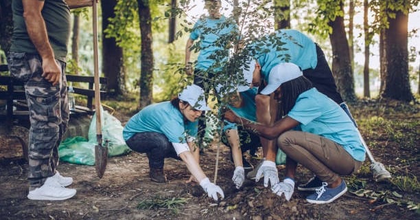 Plant a tree