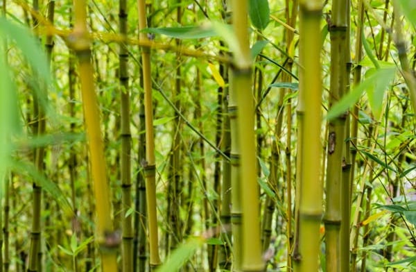 Eco friendly bamboo