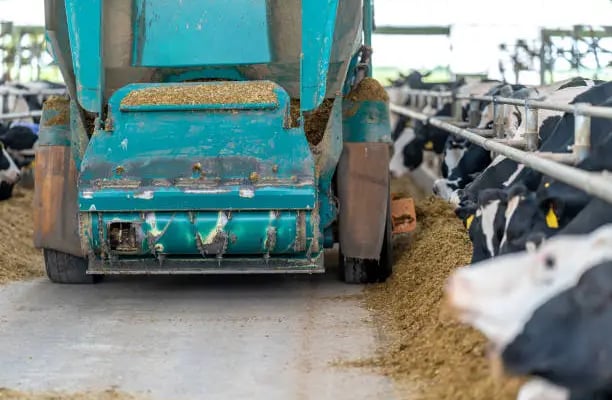 Animal feed