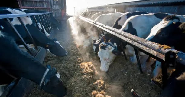 Methane from cows