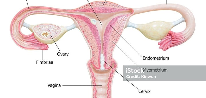Removal of Both Ovaries (Bilateral Oophorectomy) Before Menopause linked to Long Term Health Risks