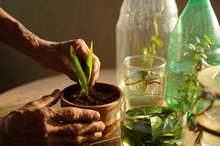 Aprenda a fazer mudas a partir de restos. Economize e cultive flores lindas em casa.