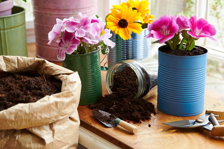 Reaproveite vasos e terra para cultivar flores. Soluções econômicas e sustentáveis.