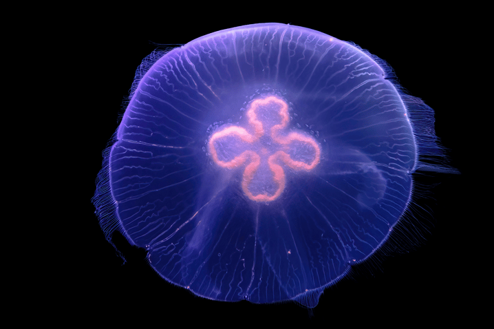 aurelia aurita a stomaco pieno