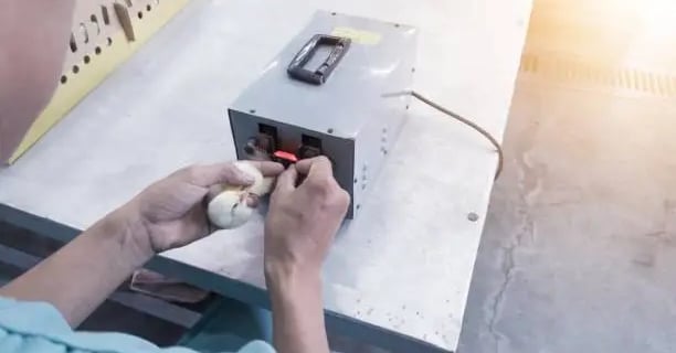 Debeaking a Chick