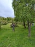Manejo forestal