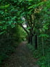 Bosque Latinoamérica