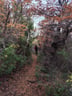 Bosque de altura