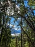 Bosque Argentina