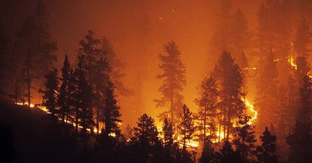 Wildfire spreading into the forest