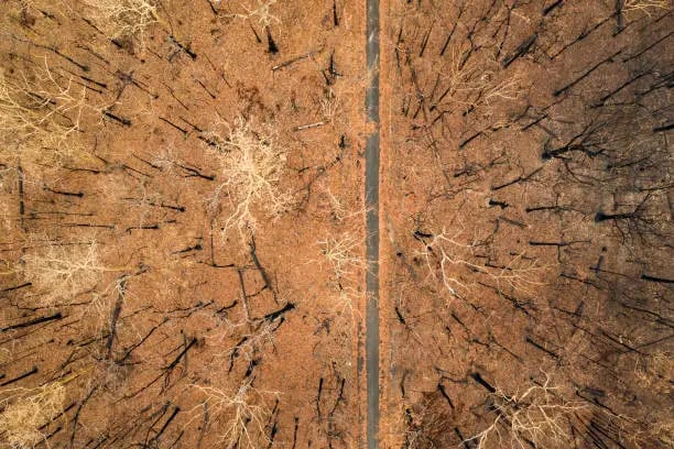 Loss of Rainforests