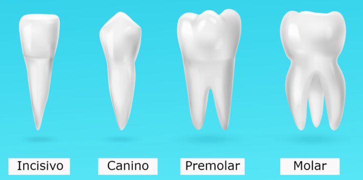 tipos de dientes