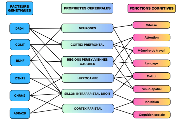 les facteurs de l'intelligence humaine