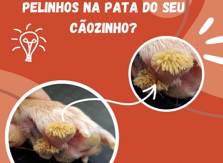 hiperqueratose na pata do cachorro