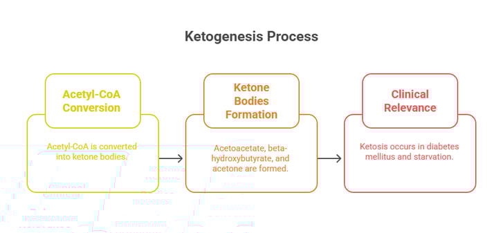 Ketogenesis process