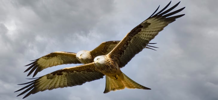 Red Kite Gigrin Farm Red Kite Centre Wales