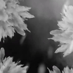 Visual moment - White smoke explodes in four directions