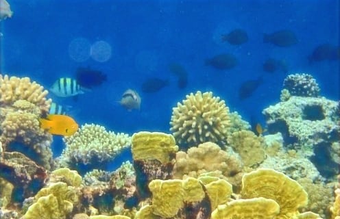 Bedouin star Ras shitan Egypt coral reef