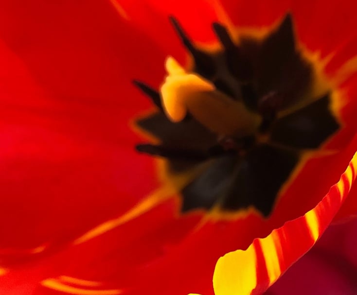 Image of Tulip Petal's Edge by Joya Banaka