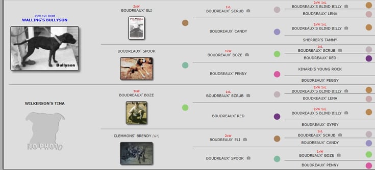 Halliburton's "Beny Bob" 1xW 1xL Pedigree  APBT History