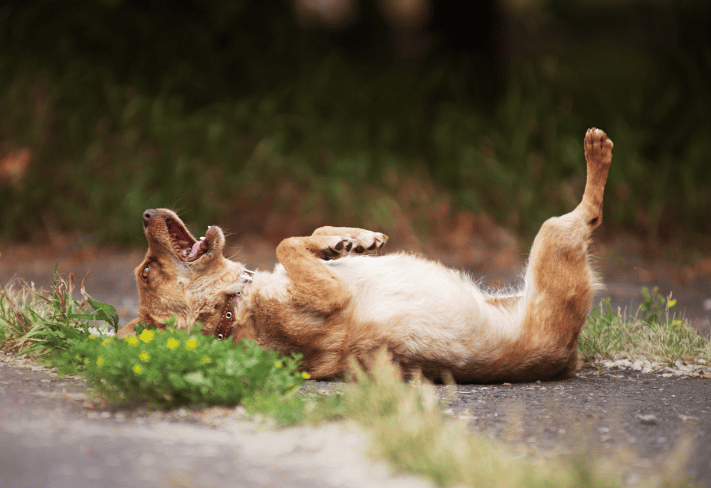 Ein Hund der an einem Giftköder gestorben ist