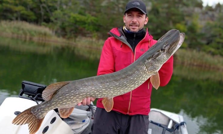 grace a fishing escape sweden, un pêcheur tient un gros brochet suedois. il y a des roseaux.