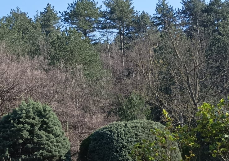 Gaps appear in the thick forest canopy