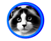 Le ragdoll traditionnel avec un v blanc sur la tête, se dit aussi bicolore.