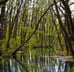 Imagen ilustrativa manglar