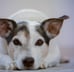 small black and white dog laying down and looking at camera
